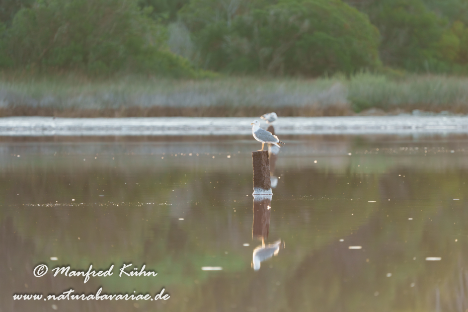 Mittelmeermöwe ()_0121