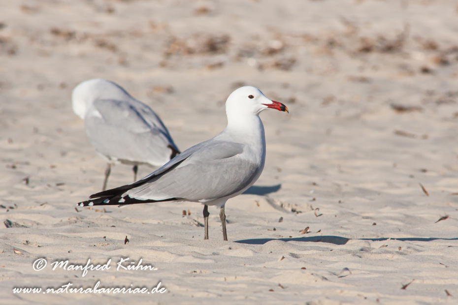 Korallenmöwe ()_0051