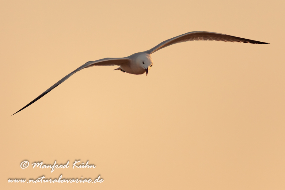 Korallenmöwe ()_0054