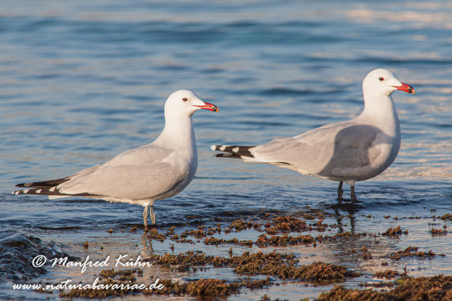 Korallenmöwe ()_0055