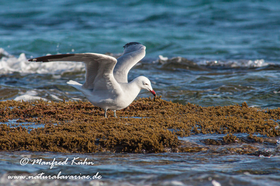 Korallenmöwe ()_0056