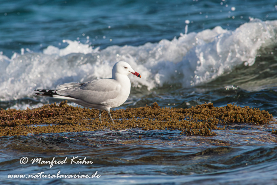 Korallenmöwe ()_0057