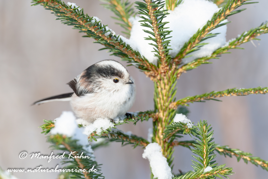 Schwanzmeise ()_0006