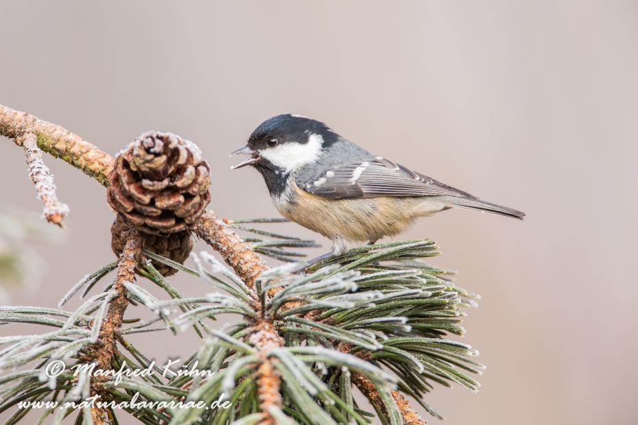 Tannenmeise ()_0026