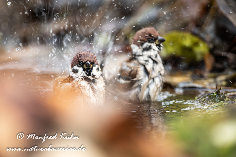 Feldsperling ()_0176