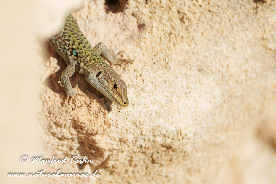 Mauereidechse (Thyrrenische)_0081