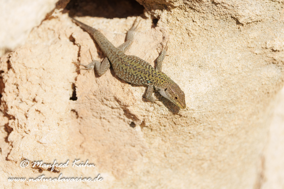 Mauereidechse (Thyrrenische)_0084