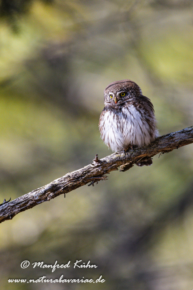 Sperlingskauz ()_0080
