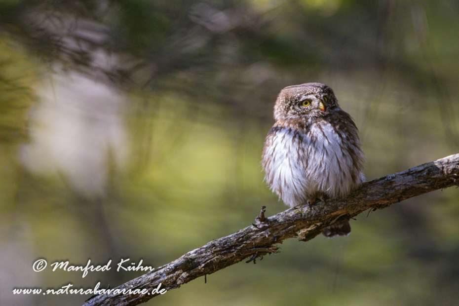 Sperlingskauz ()_0082