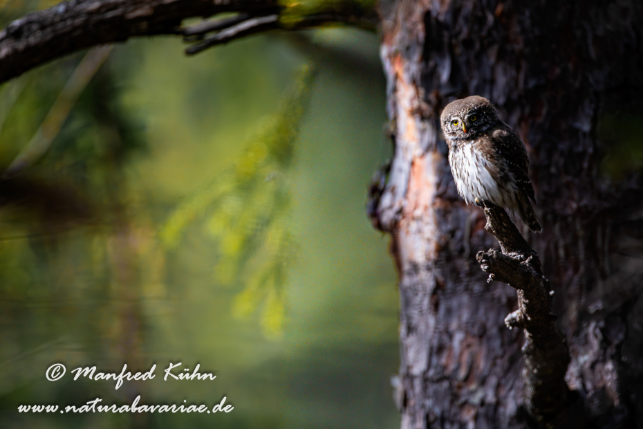 Sperlingskauz ()_0112