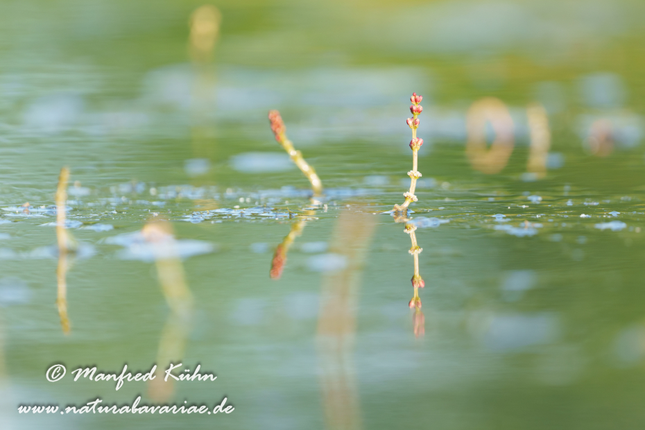 Tausendblatt (Ähriges)_0001