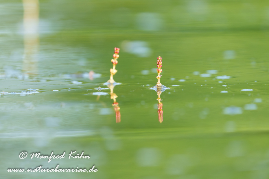 Tausendblatt (Ähriges)_0006