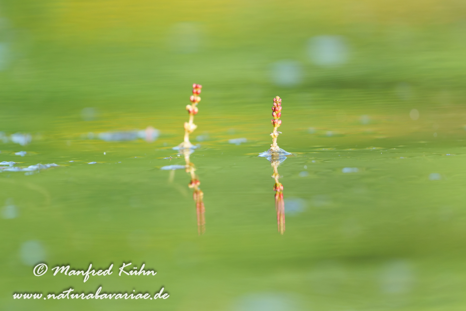 Tausendblatt (Ähriges)_0008