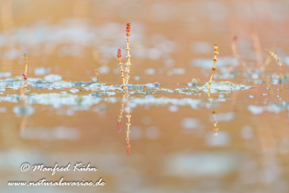 Tausendblatt (Ähriges)_0012