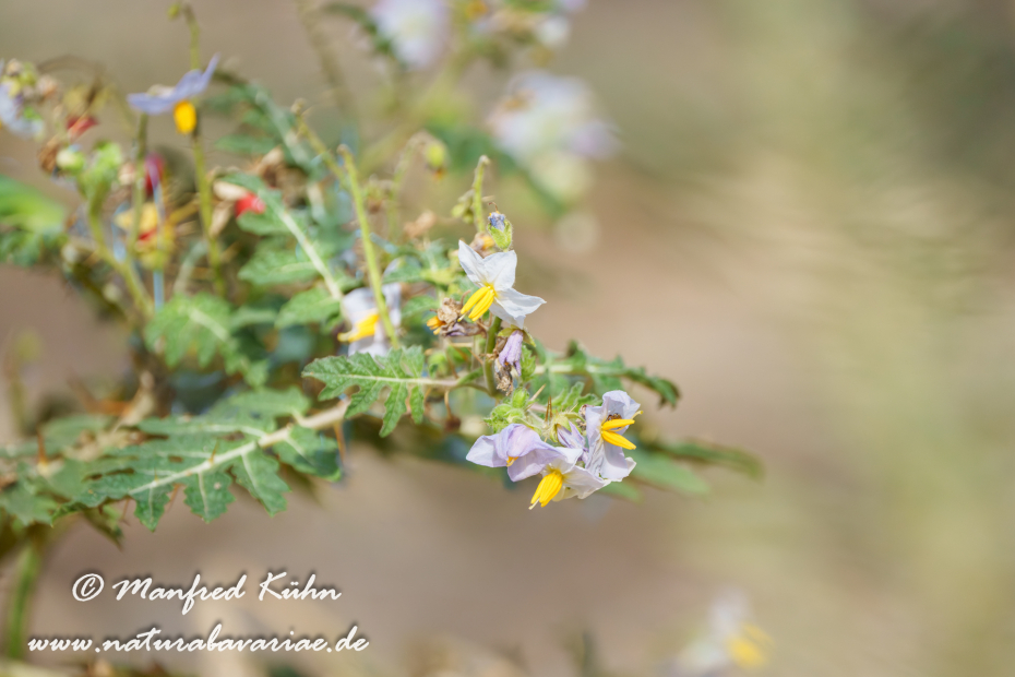 Nachtschatten (Rautenblättriger)_0001
