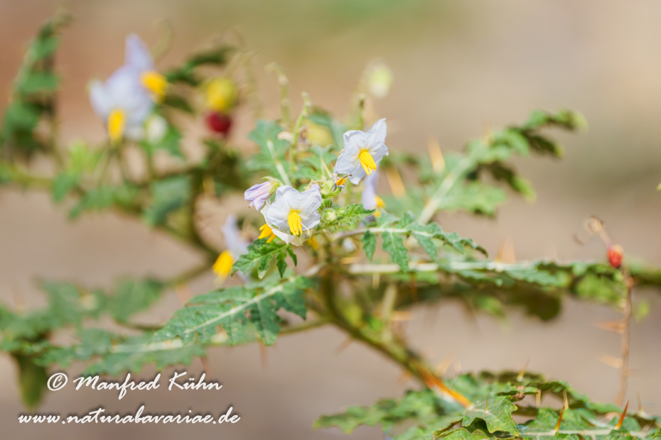 Nachtschatten (Rautenblättriger)_0002