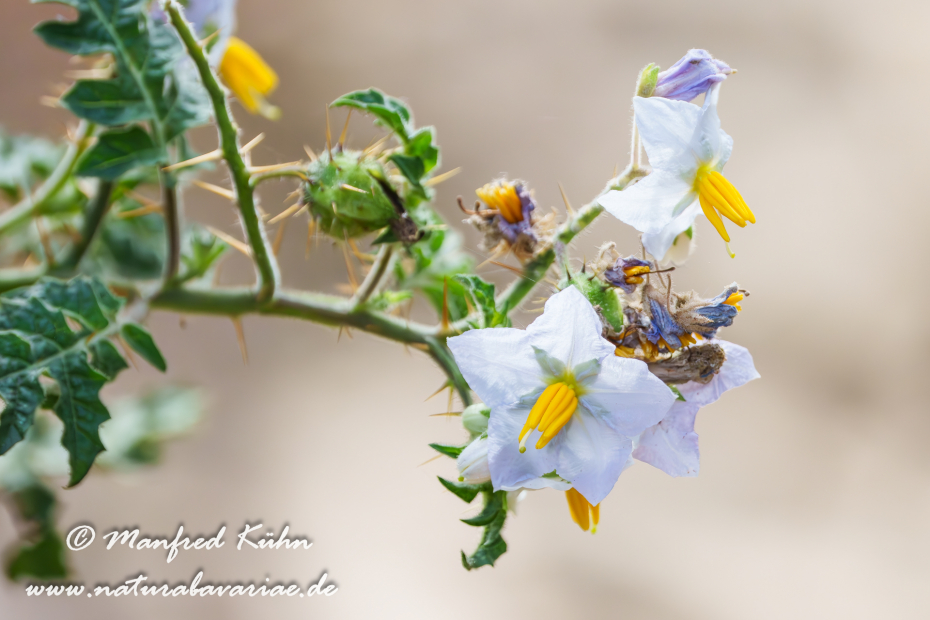 Nachtschatten (Rautenblättriger)_0004