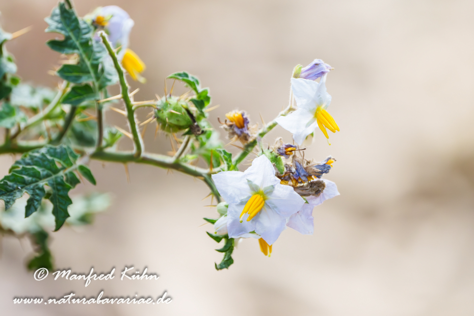 Nachtschatten (Rautenblättriger)_0006