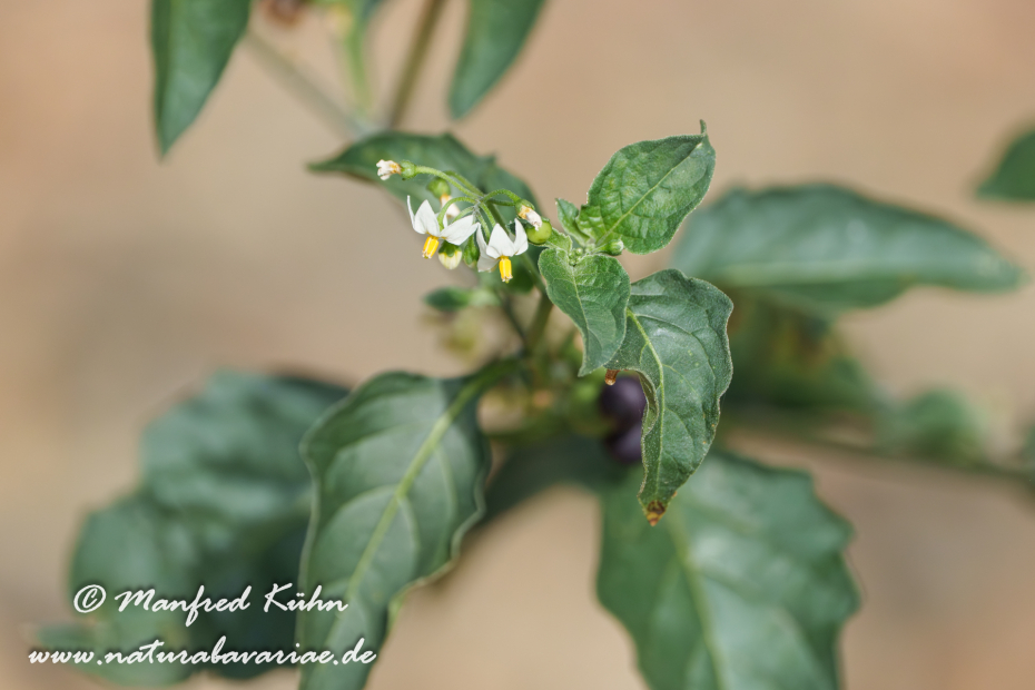 Nachtschatten (Schwarzer)_0001