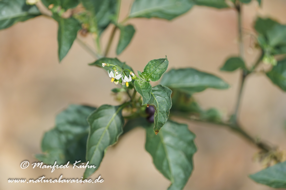 Nachtschatten (Schwarzer)_0003