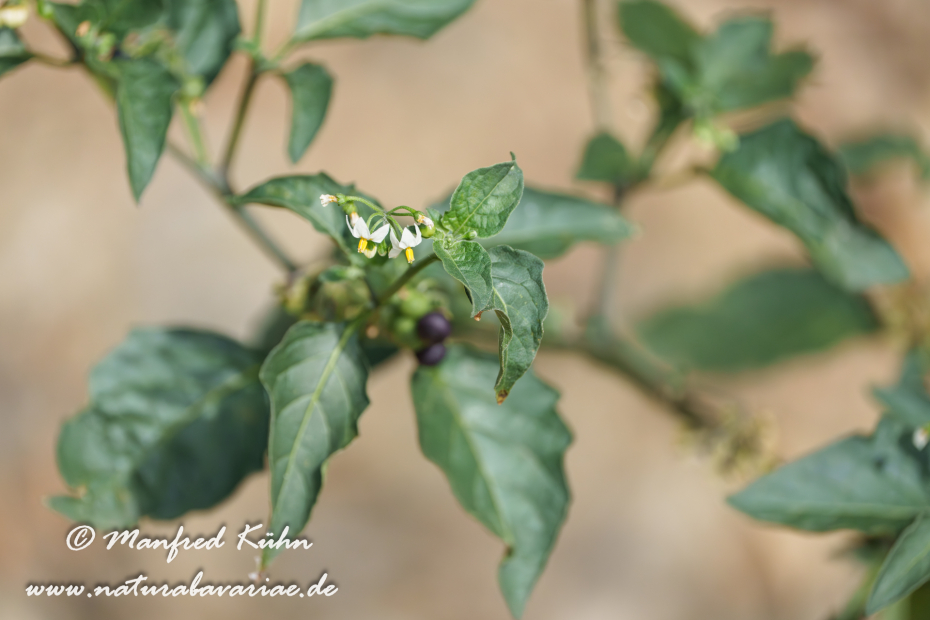 Nachtschatten (Schwarzer)_0006