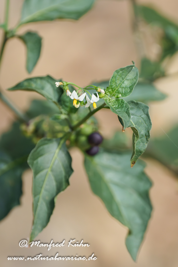 Nachtschatten (Schwarzer)_0008