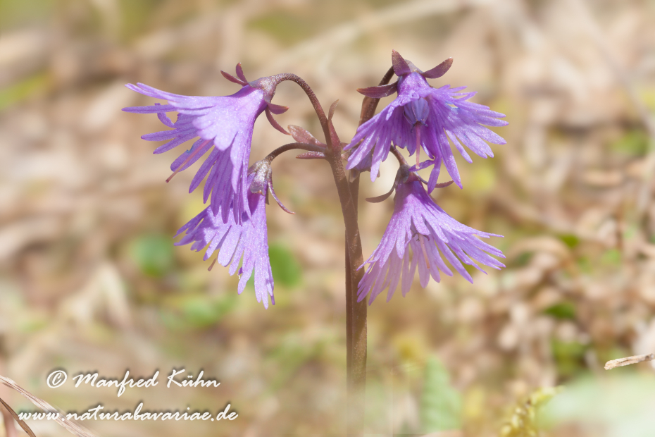 Alpenglöckchen (Gewöhnliches)_0002