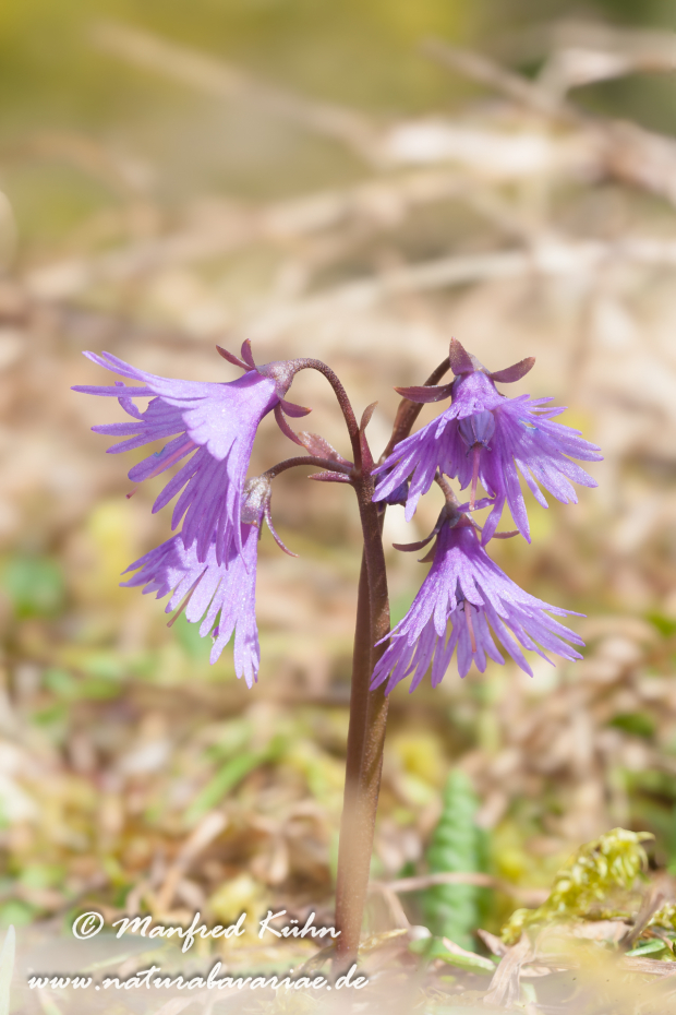 Alpenglöckchen (Gewöhnliches)_0004