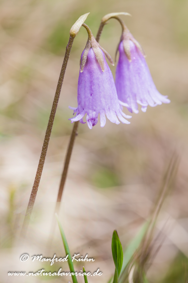 Alpenglöckchen (Kleines)_0001-2