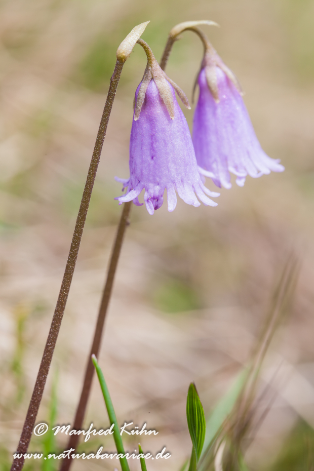 Alpenglöckchen (Kleines)_0001