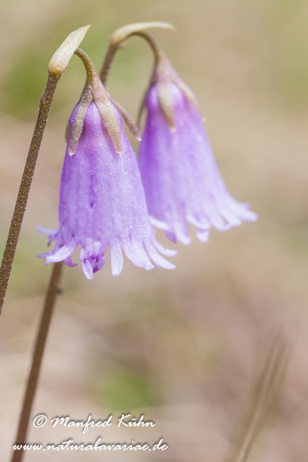 Alpenglöckchen (Kleines)_0002-2