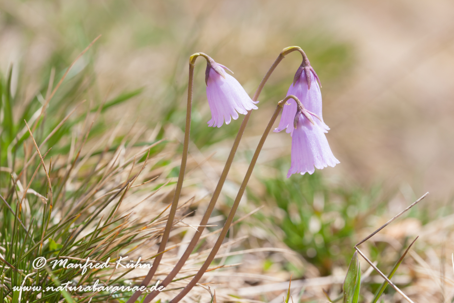 Alpenglöckchen (Kleines)_0006