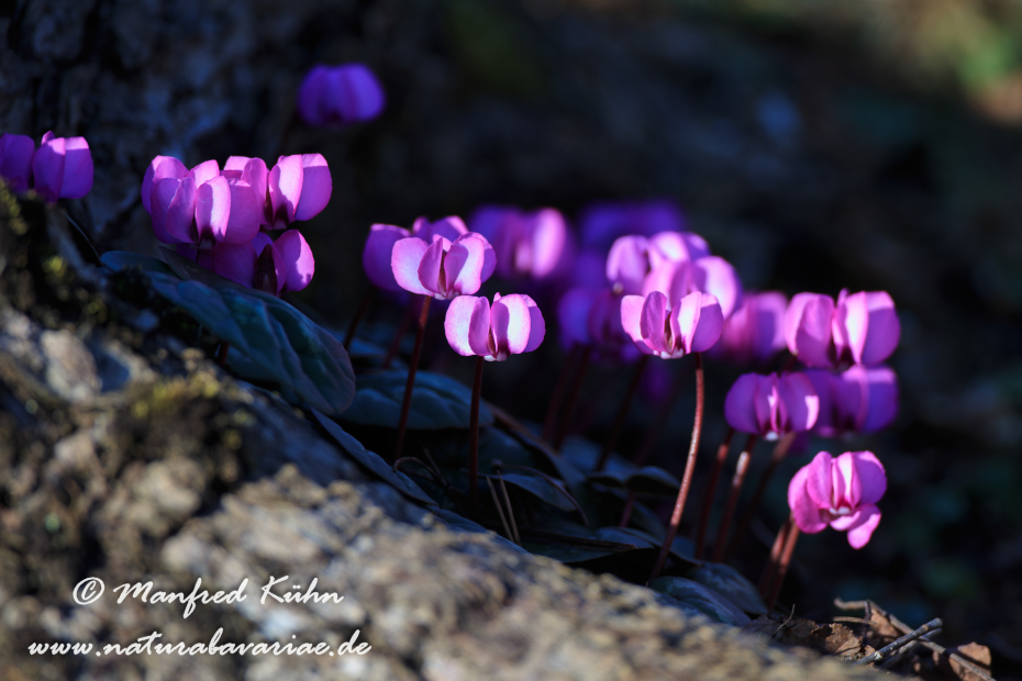 Alpenveilchen (Vorfrühlings-)_0001