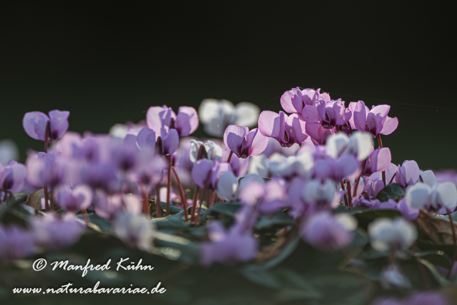 Alpenveilchen (Vorfrühlings-)_0004