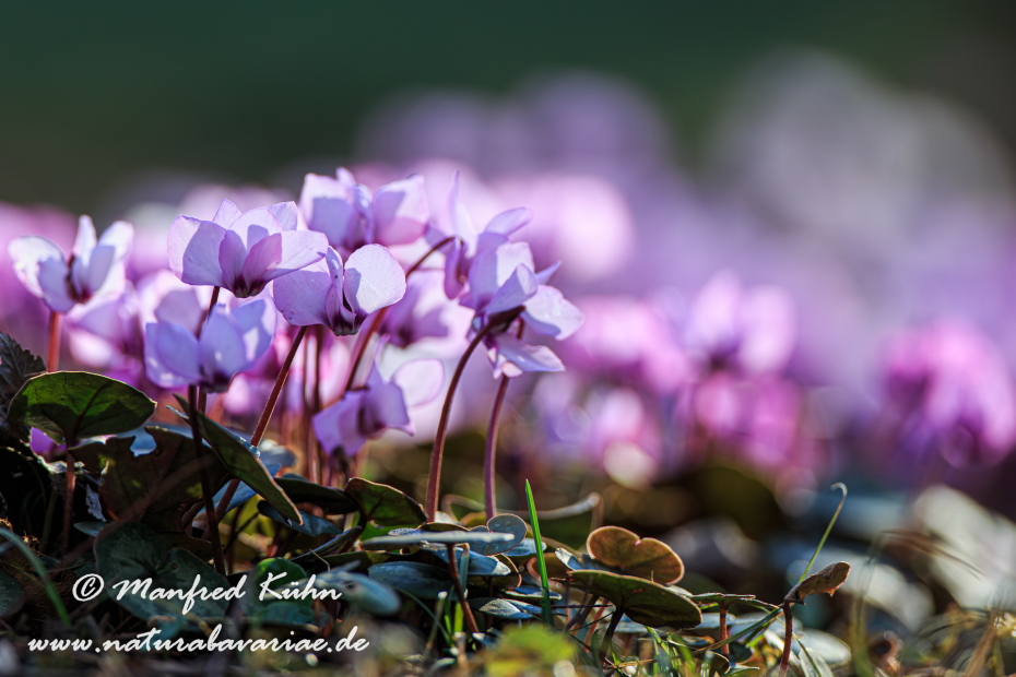 Alpenveilchen (Vorfrühlings-)_0011