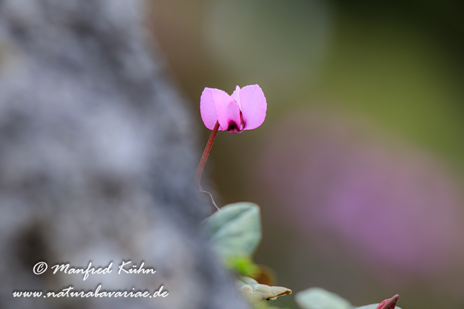 Alpenveilchen (Vorfrühlings-)_0016