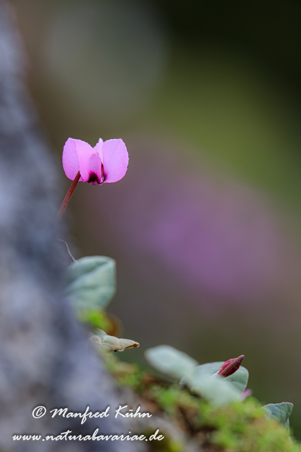 Alpenveilchen (Vorfrühlings-)_0018
