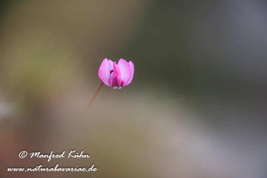 Alpenveilchen (Vorfrühlings-)_0021