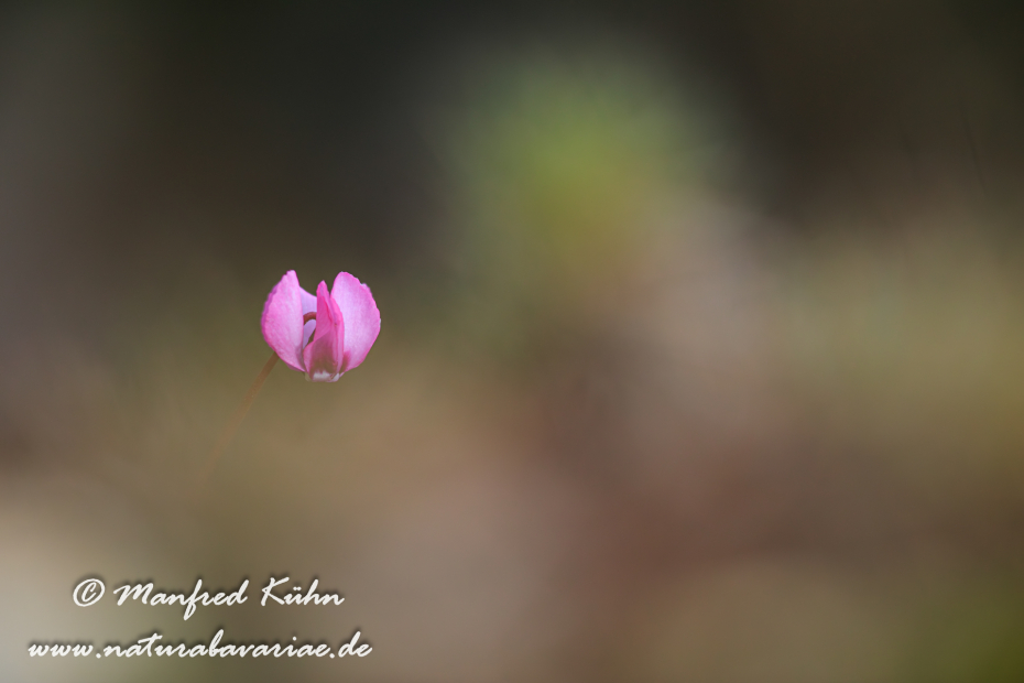 Alpenveilchen (Vorfrühlings-)_0023