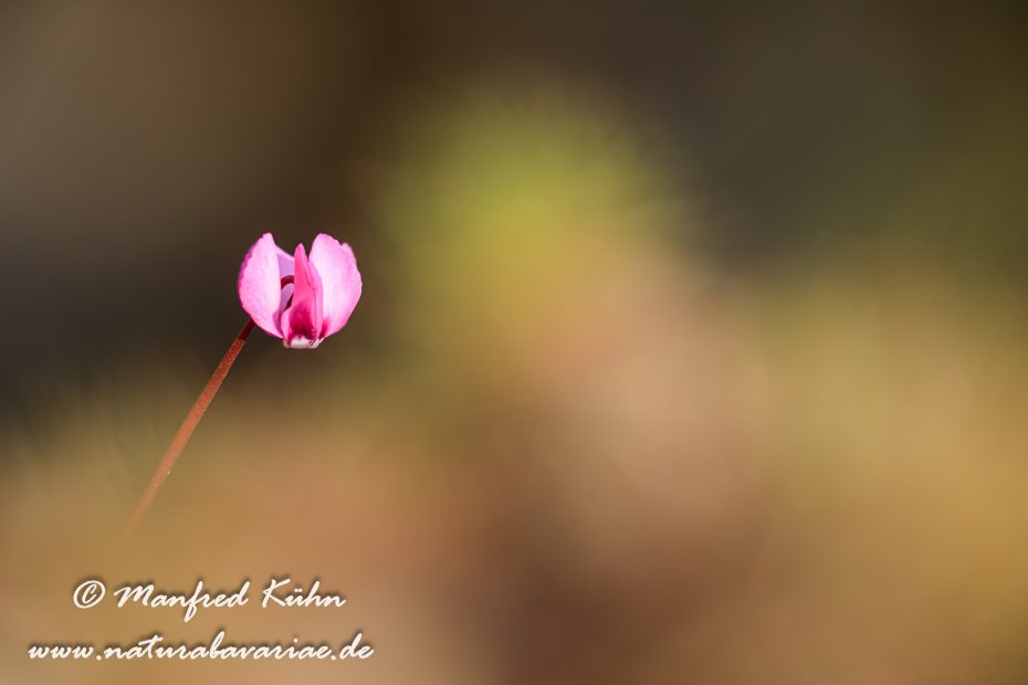 Alpenveilchen (Vorfrühlings-)_0025