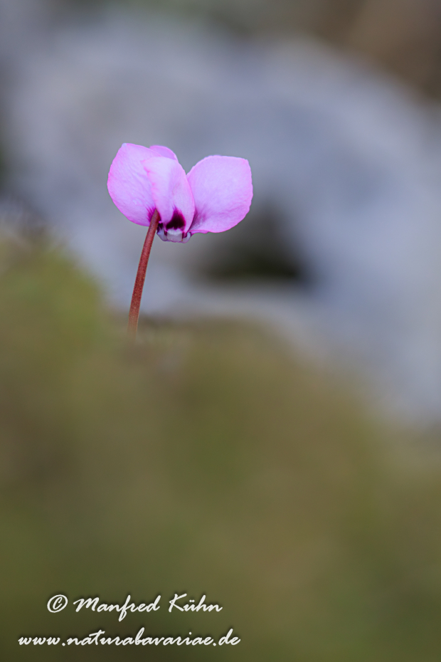 Alpenveilchen (Vorfrühlings-)_0027
