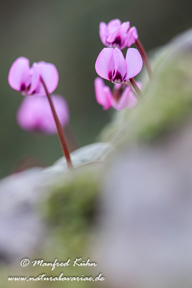 Alpenveilchen (Vorfrühlings-)_0033