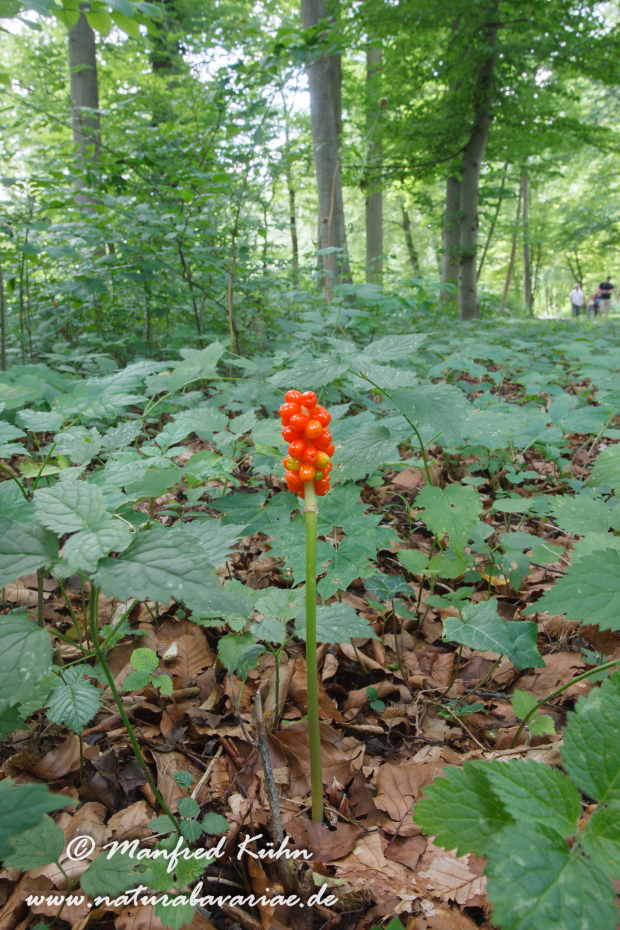 Aronstab (gefleckter)_0001