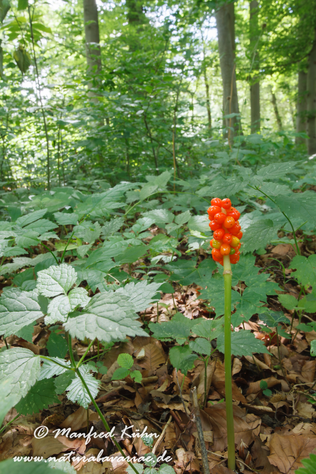 Aronstab (gefleckter)_0002