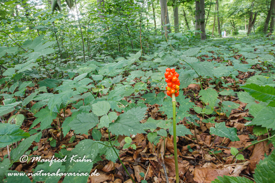 Aronstab (gefleckter)_0005