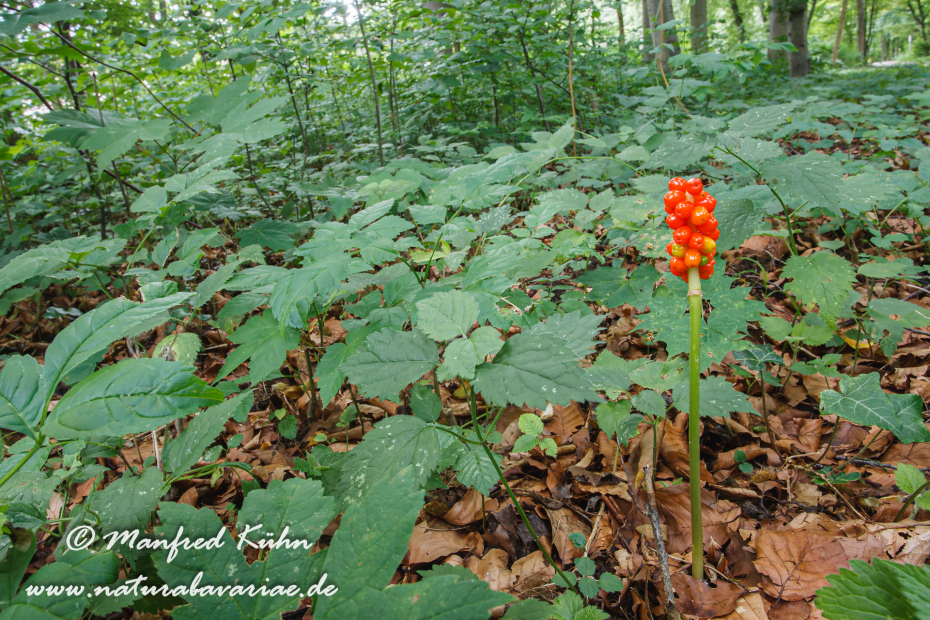 Aronstab (gefleckter)_0007