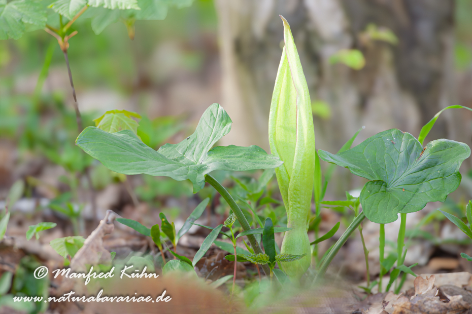 Aronstab (gefleckter)_0009