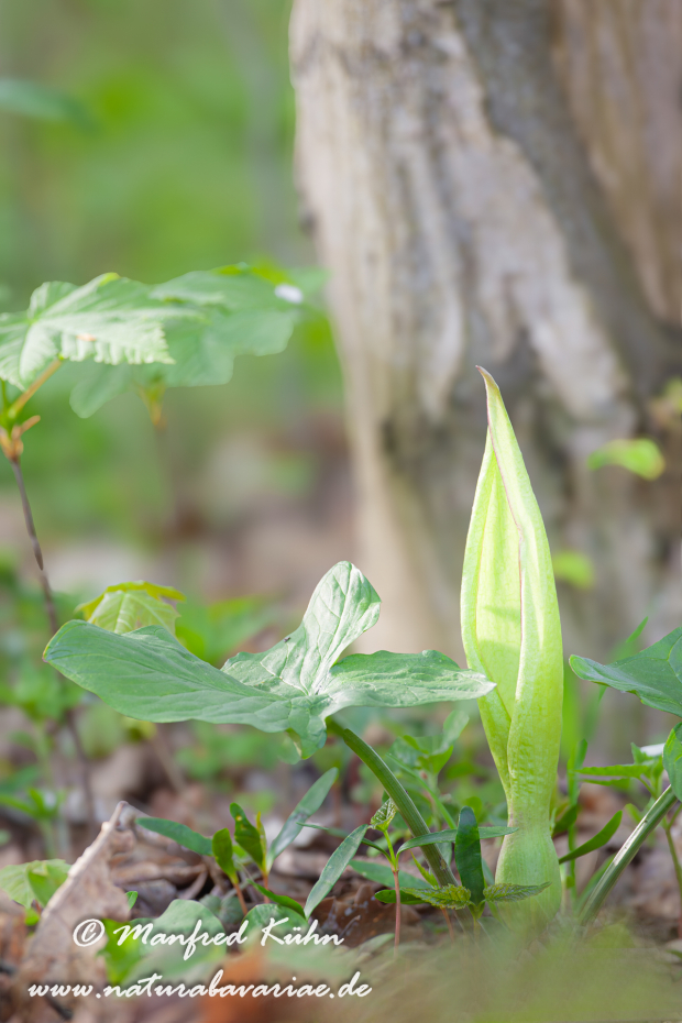 Aronstab (gefleckter)_0013