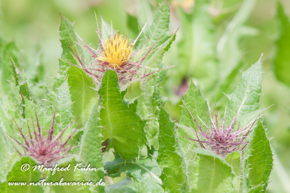 Benediktenkraut ()_0002