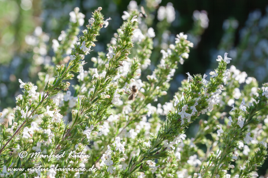 Bohnenkraut (Winter-)_0003